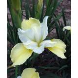 Iris sibirica – Butter & Sugar