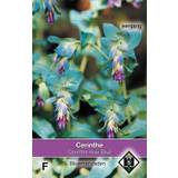 Cerinthe major purpurescens Kiwi blue-Stor voksurt