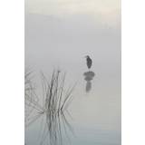 Heron In The Morning Mist Poster 70x100 cm