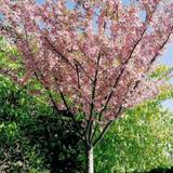 Japansk Kirsebær (Prunus serrulata 'Kanzan') Opstammet 60 cm