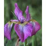 Iris sibirica – ‘Sparkling Rose’ i potte