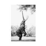 Balancing Elephant Plakat (30x40 cm)