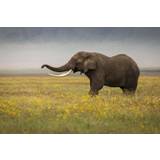 Elephant during safari Poster 50x70 cm