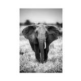Elephant on the Savanna Plakat (30x40 cm) - Sort hvide plakater
