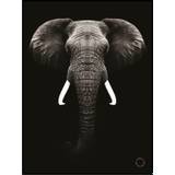 Plakat - The Elephant - Minida - 30 x 40 cm