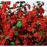 Ribes "Pulborough Scarlet"