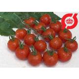 Tomat, Cherry - 'Zuckertraube'