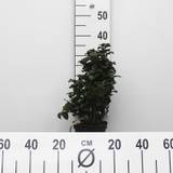 Liguster (Ligustrum japonicum 'Rotundifolium') 30-40 cm