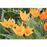 Tulipan praestans shogun (10 løg) - tulipanløg - Botaniske tulipaner