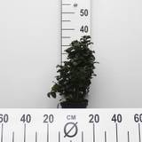 Liguster (Ligustrum japonicum 'Rotundifolium') 20-30 cm