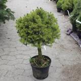 Sukkertopgran (Picea glauca 'Conica') Opstammet 30 cm