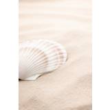 Shell Poster 30x40 cm