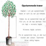 Sukkertopgran (Picea glauca 'Conica') Opstammet 40 cm - 2 stammer