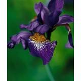 Iris sibirica – Blå Øko