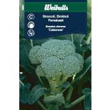 Weibulls Broccoli Calabrese (Brassica oleracea Calabrese)