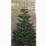 Juletræ deluxe 200-225 cm