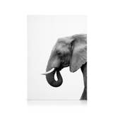 Elephant From Side Lærred (50x70 cm - Sort Ramme) - Vilde dyr