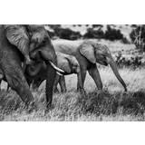 Elephant Family Poster 30x40 cm