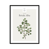 Betula Alba / Birk 30×40