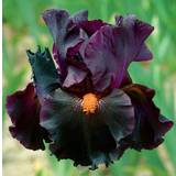 Black Iris Frø