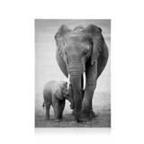 Elephant Love Lærred (50x70 cm - Sort Ramme) - Lærred