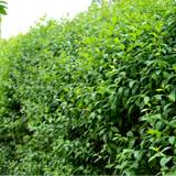 Stedsegrøn Ligusterhæk 50-80 cm. - Bundt med 10 stk. barrods hækplanter - Ligustrum ovalifolium