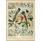 Adolphe Millot - Oiseaux - Plakat med fugle