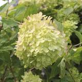 Hortensia (Hydrangea paniculata 'Little Lime') Ekstra kraftig