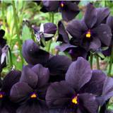 Hornviol (Viola cornuta 'Molly Sanderson')
