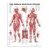 Kvinde Muskel - Anatomi Plakat 51x66 cm