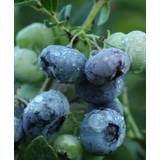 Blåbær – ‘Darrow’ ‘Vaccinium corymbosum