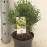 Østrisk dværgfyr (Pinus nigra 'Nana') 20-30 cm