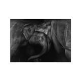 Elephant 2 - 40 x 50 cm