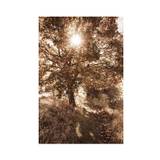 Day Tree Plakat (50x70 cm) - Natur plakater