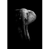 Elephant portrait by Wild Photo Art - 50x70 cm