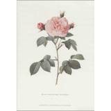 Koustrup & Co Kunsttryk A4 - Alba-rose