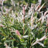 Salix integra 'Hakuro Nishiki' (JAPANSK PIL) Stammehøjde 180 cm