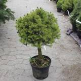 Sukkertopgran (Picea glauca 'Conica') Opstammet 40 cm