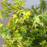 Japansk Ahorn (Acer palmatum 'Little Princess') 40-70 cm