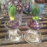 Klar buttet hyacintvase m/fjer