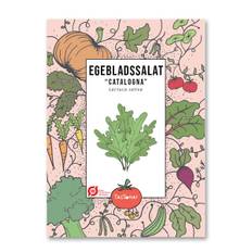 Egebladssalat – Catalogna – Økologiske frø