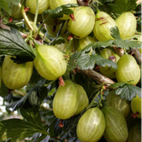 Stikkelsbær " Grøn Hinnonmakì "