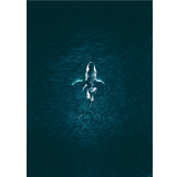 whale - Airpixels plakat