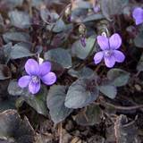 Pinseviol (Viola labradorica 'Purpurea')