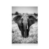 Elephant on the Savanna Lærred (50x70 cm - Sort Ramme) - Vilde dyr
