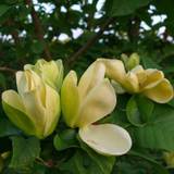 Magnolia (Magnolia brooklynensis 'Yellow bird') 50-80 cm