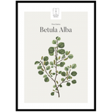 Betula Alba / Birk 50×70