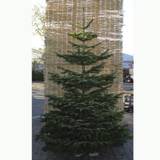 Juletræ deluxe 225-250 cm