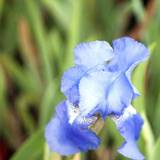 Iris (Iris Germanica 'Harbour Blue')