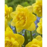 Daffodil Sherborne